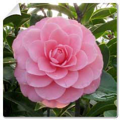 Camellia japonica